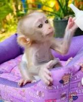 Capuchin monkey for sale