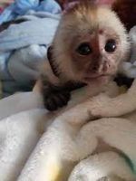 Capuchins Monkey Animals for sale in Greenville, South Carolina. price: $1,500