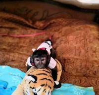 Capuchin monkey near me