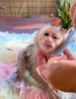 Capuchins Monkey Animals for sale in Alta, CA 95701, USA. price: $750