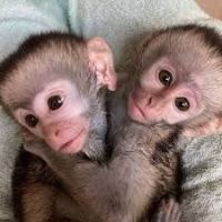Capuchins Monkey Animals for sale in Orlando, FL, USA. price: $500
