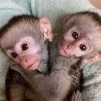Adorable home Trained capuchin monkeys