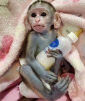 Capuchins Monkey Animals for sale in Los Angeles, CA, USA. price: $500