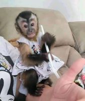 Capuchins Monkey Animals for sale in Detroit, MI, USA. price: $650