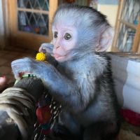 Emotional capuchin for sale