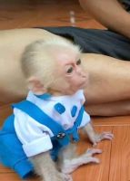 Well trained capuchin for sale