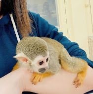 Capuchin for adoption