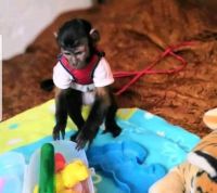 Emotional support capuchin for sale
