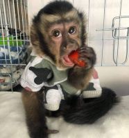 Capuchin for rehoming very friendly