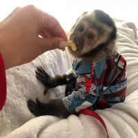 Capuchin for rehoming very friendly