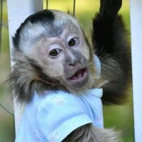 Boy and girl emotional capuchin for sale