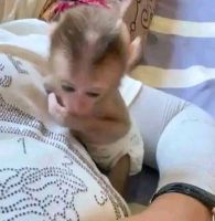 Adorable baby monkey