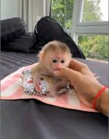 Capuchins Monkey Animals for sale in Noordwijk, Netherlands. price: 1,200 EUR