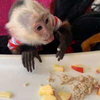 Healthy Capuchin monkey for sale 30% off pirce