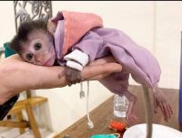 Capuchins Monkey Animals for sale in Columbus, OH, USA. price: NA