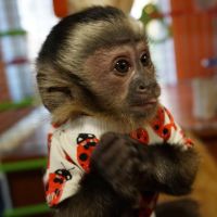Capuchins Monkey Animals for sale in Dallas, TX, USA. price: $650