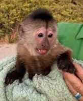 Google Approved Diaper Trained Capuchin & Marmoset Monkey.
