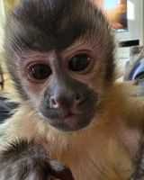 Capuchins Monkey Animals for sale in Texas City, TX, USA. price: $1,500