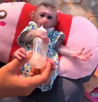 Pigtails macaque monkey for adoption