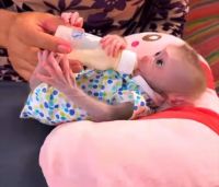 Pigtails macaque monkey for adoption