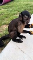 Capuchins Monkey Animals for sale in Texas City, TX, USA. price: $1,500