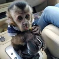 Cute and adorable baby capuchin for sale