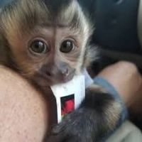 Cute and adorable baby capuchin for sale