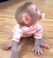 Little baby monkey looking for a loving and Caring home