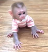 Little baby monkey looking for a loving and Caring home