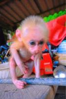 Capuchins Monkey Animals for sale in Texas City, TX, USA. price: NA