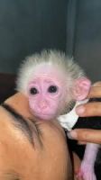 Adorable little pigtail macaque baby monkey for adoption