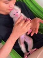 Adorable little pigtail macaque baby monkey for adoption