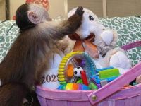 Capuchins Monkey Animals for sale in 1954 3rd Ave, New York, NY 10029, USA. price: $1,000