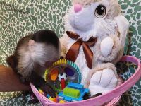 Capuchin Monkey For Sale