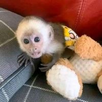 Capuchin Monkey For Sale