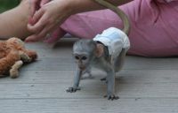 Home Trained Capuchin Monkeys Available for sale