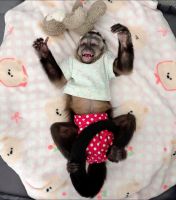 Capuchins Monkey  | Los Angeles, California