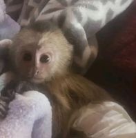 Capuchins Monkey Animals for sale in Houston, TX, USA. price: $1,000