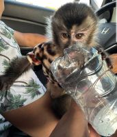 Capuchins Monkey 