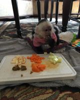 Capuchin/Marmoset monkeys for sale
