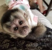 Captain monkeys for sale