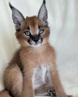 Caracat Cats for sale in Chesterfield, New Hampshire. price: $20