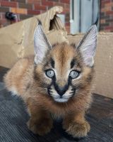 Caracat Cats for sale in Austin, Texas. price: $3,000