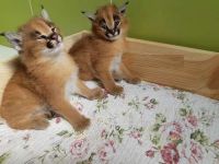 Caracat Cats for sale in 2956 Hathaway Rd u108, Richmond, VA 23225, USA. price: $750