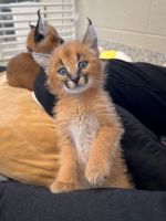 Caracat Cats for sale in Vienna, VA 22180, USA. price: NA