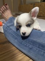 Cardigan Welsh Corgi Puppies for sale in Crystal River, Florida. price: NA