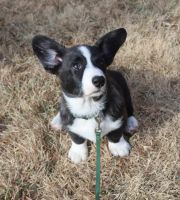 Cardigan Welsh Corgi Puppies for sale in Livermore, CO, USA. price: $1,045