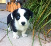 Cardigan Welsh Corgi Puppies for sale in Colorado Springs, CO, USA. price: NA