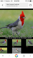 Cardinal Birds Photos