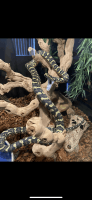 Carpet python Reptiles for sale in Santa Monica, California. price: $400